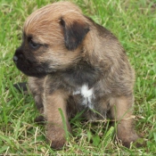 Photo de Border terrier