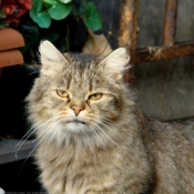 Photo de Chat domestique