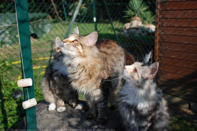 Photo de Maine coon