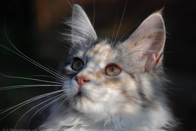 Photo de Maine coon