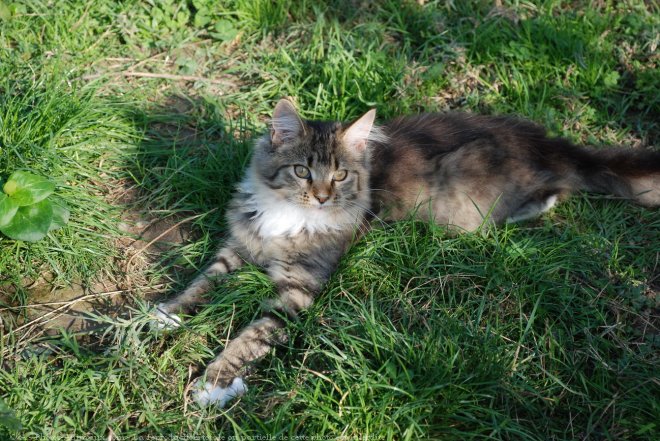 Photo de Maine coon