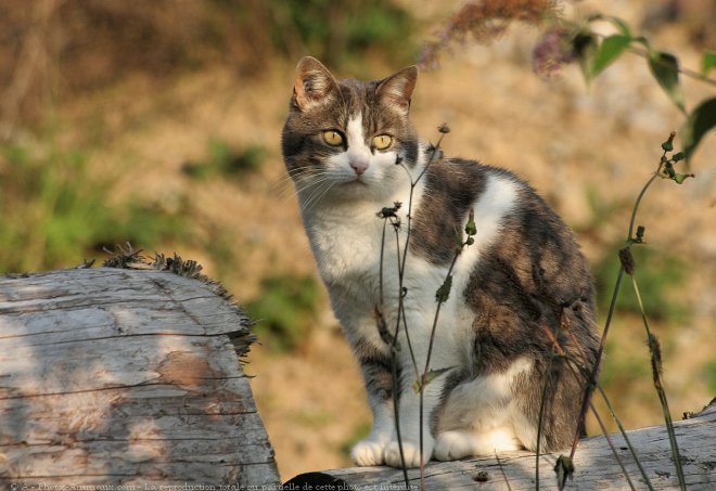 Photo de Chat domestique