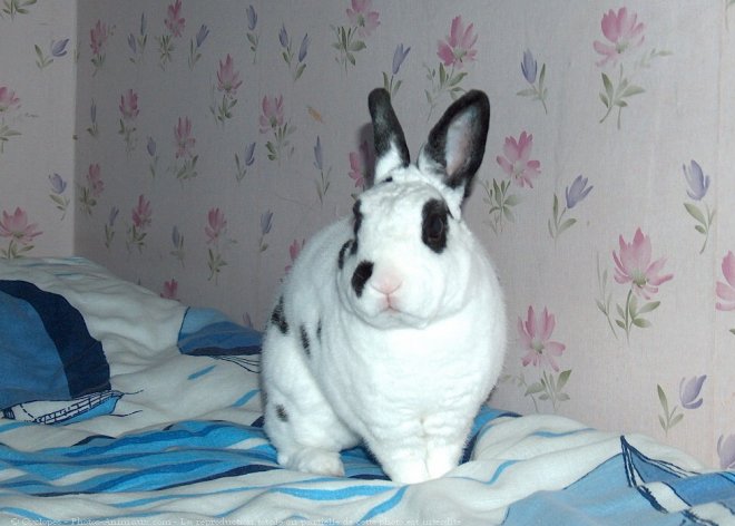 Photo de Lapin