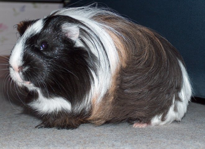 Photo de Cochon d'inde - shelty