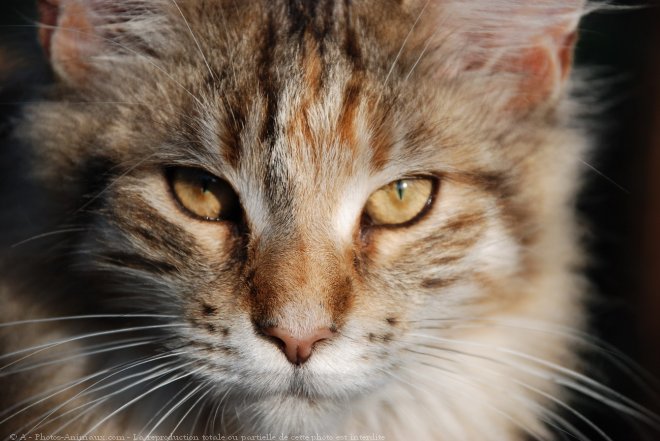 Photo de Maine coon