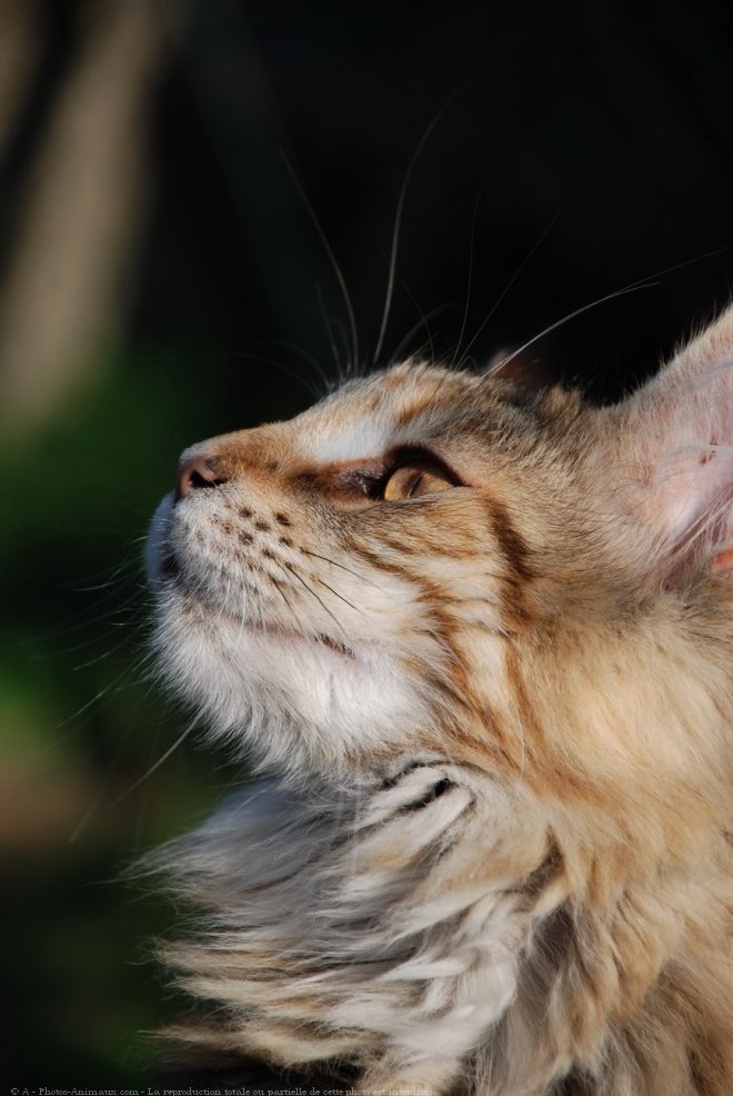 Photo de Maine coon