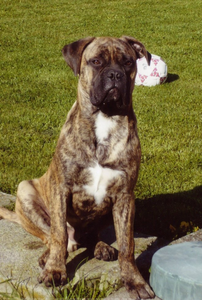 Photo de Bullmastiff