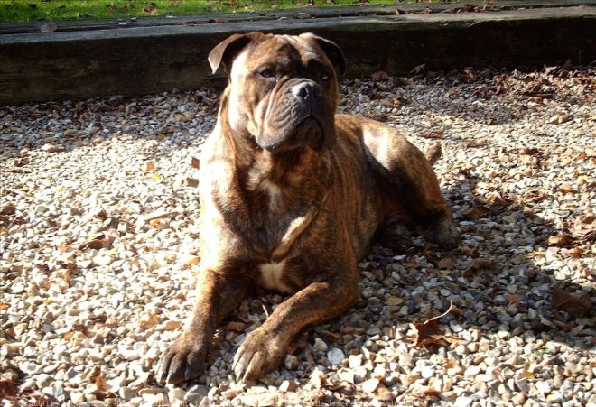 Photo de Bullmastiff