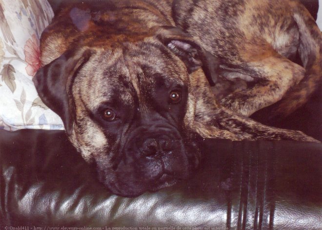 Photo de Bullmastiff