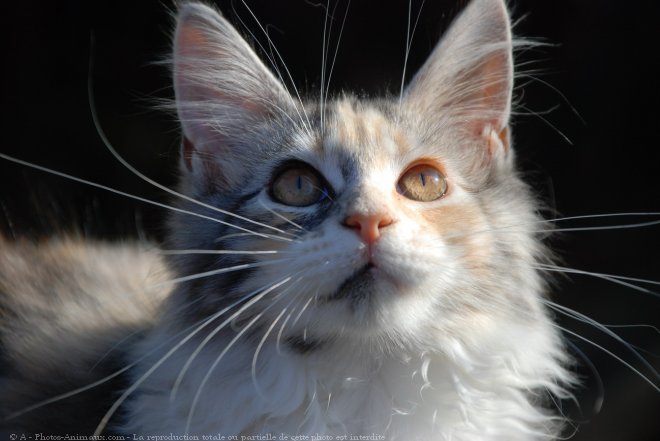 Photo de Maine coon