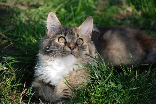 Photo de Maine coon