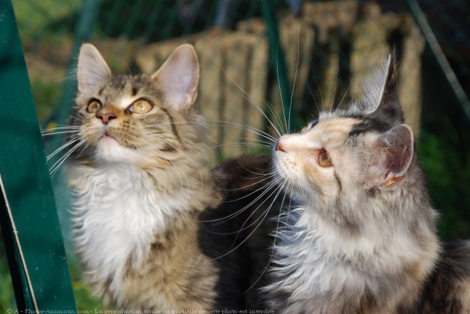 Photo de Maine coon