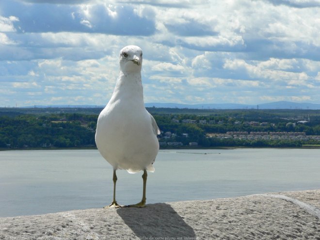 Photo de Mouette