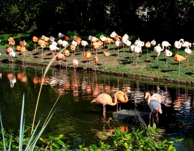 Photo de Flamand rose