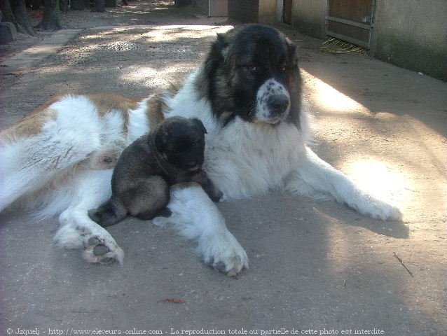 Photo de Berger du caucase