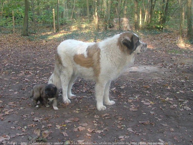 Photo de Berger du caucase