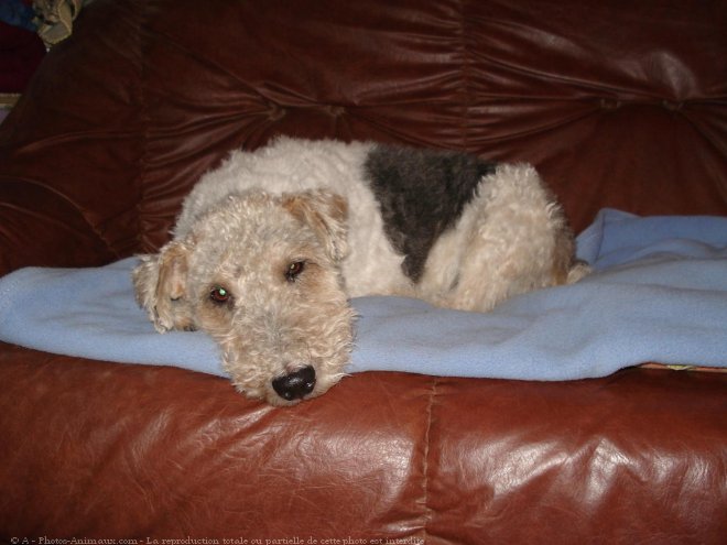 Photo de Fox terrier  poil dur