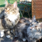 Photo de Maine coon