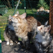 Photo de Maine coon