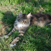 Photo de Maine coon