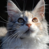 Photo de Maine coon