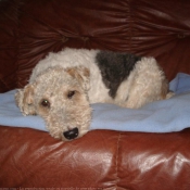 Photo de Fox terrier  poil dur