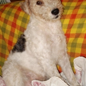 Photo de Fox terrier  poil dur