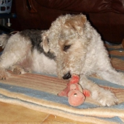 Photo de Fox terrier  poil dur