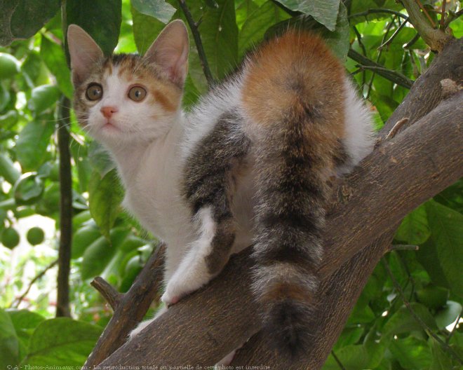 Photo de Chat domestique