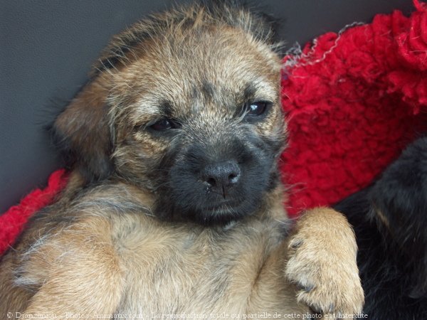 Photo de Border terrier