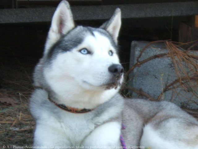 Photo de Husky siberien