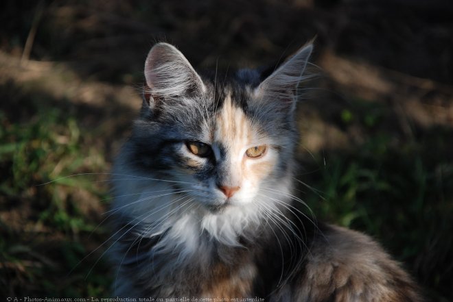 Photo de Maine coon