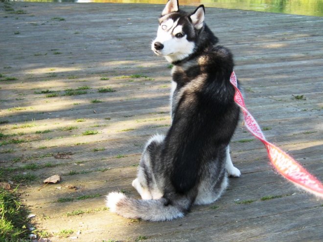 Photo de Husky siberien