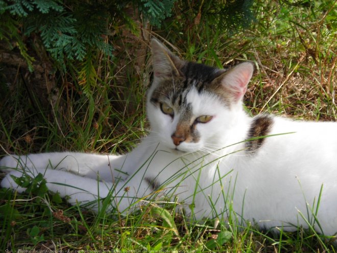 Photo de Chat domestique