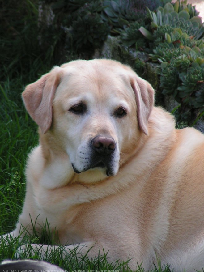 Photo de Labrador retriever