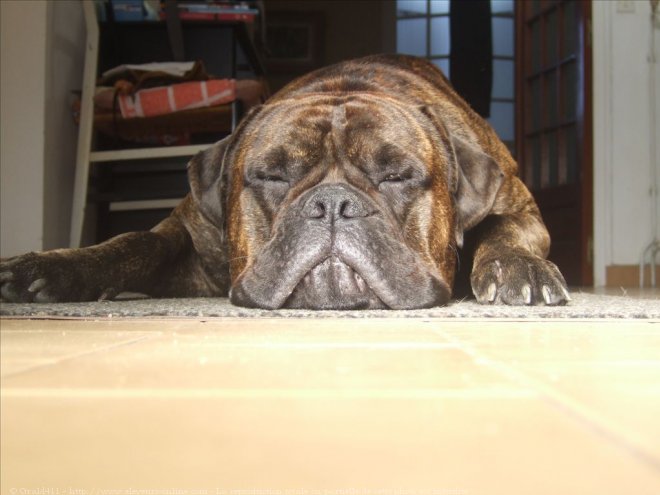 Photo de Bullmastiff