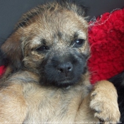 Photo de Border terrier