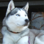 Photo de Husky siberien