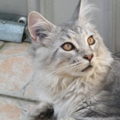 Photo de Maine coon