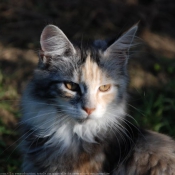 Photo de Maine coon