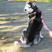 Photo de Husky siberien