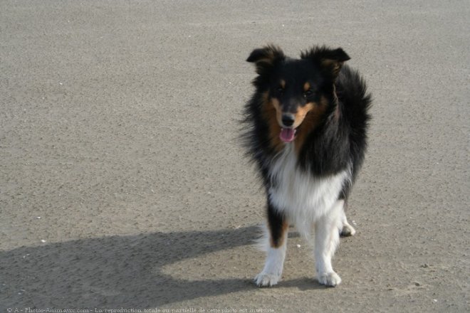 Photo de Chien de berger des shetland