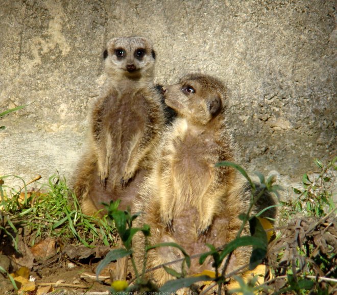 Photo de Suricate