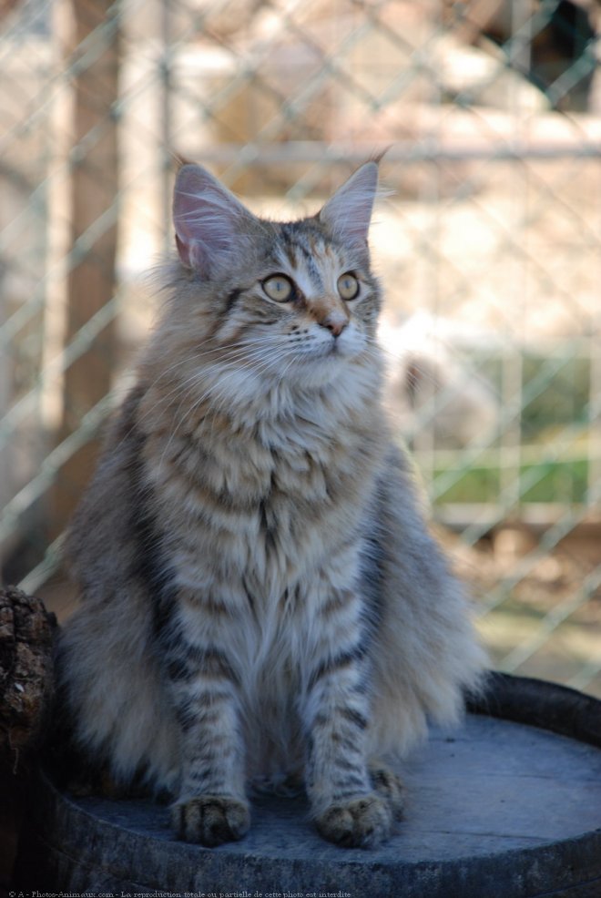 Photo de Maine coon