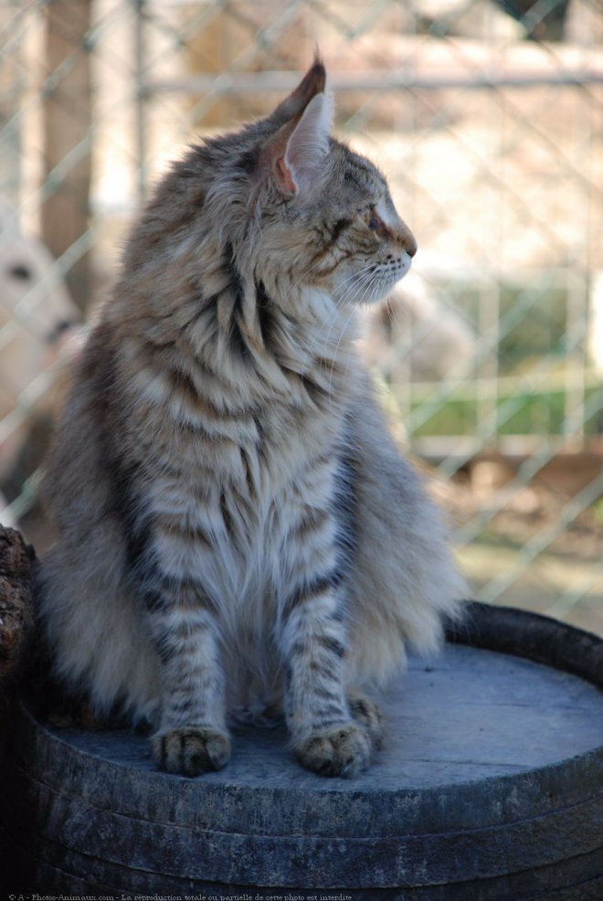 Photo de Maine coon