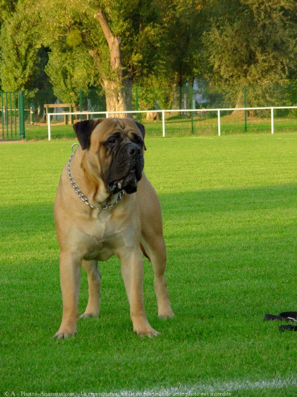 Photo de Bullmastiff