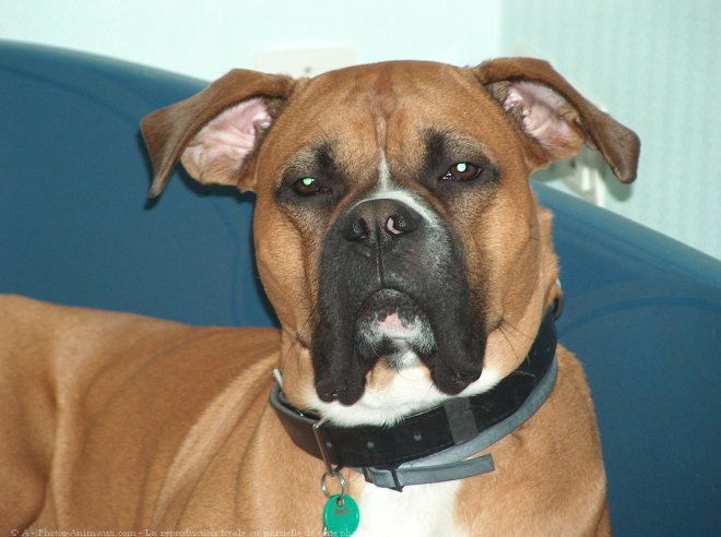 Photo de Boxer