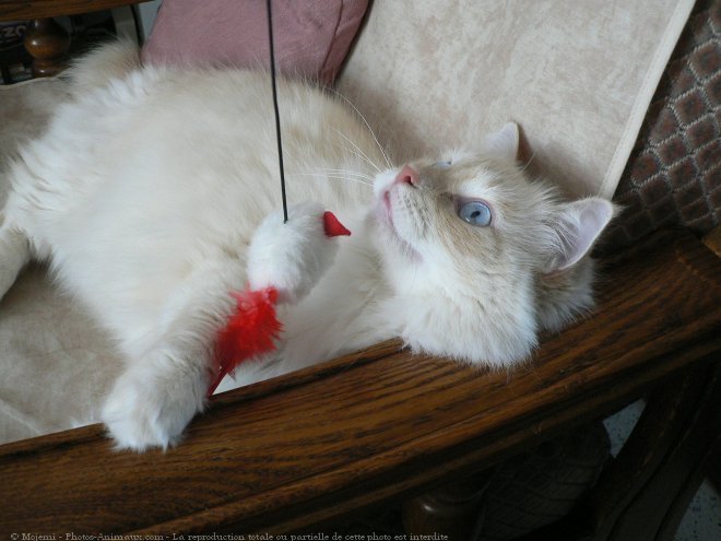 Photo de Ragdoll