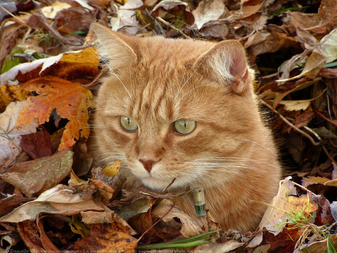 Photo de Chat domestique