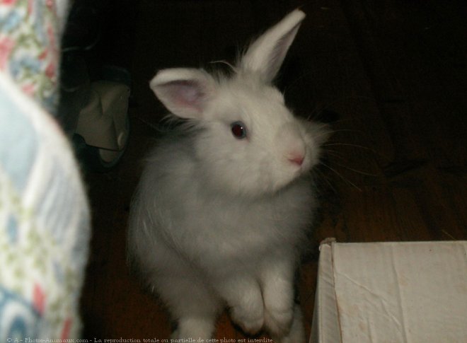 Photo de Lapin